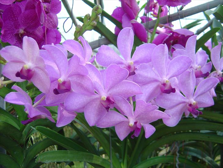 orchidee - 0_af804_871dd4c7_XL.jpg