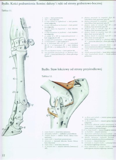 atlas anatomii topograficznej-miednica i kończyny - 016.jpg