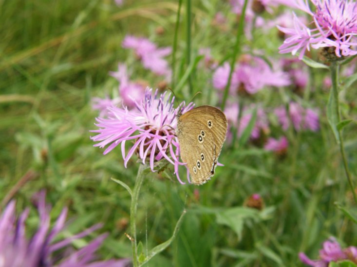 Motyle - Motyle 36.JPG