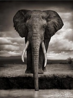 Zwierzęta - Elephant.jpg