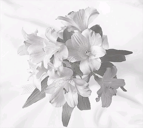 gify kwiaty - jnj2.bmp