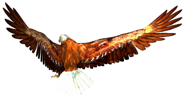 Zoo-Ptaki Orzeł - eagle-019.png