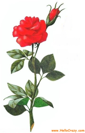 Kwiaty - Róża1.jpg