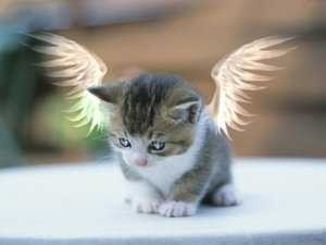 Tapety - kotek aniołek.jpg