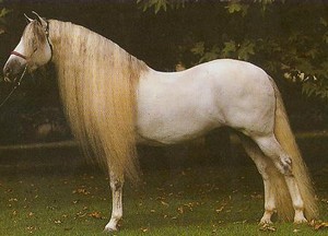 konie - florida_cracker_horse.jpg