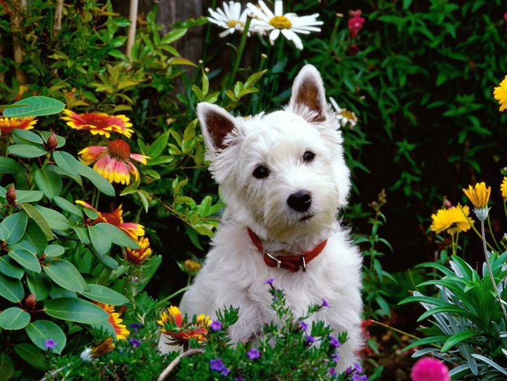 Psy - West Highland Terrier.jpg