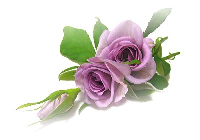 Kocham róże - mediumk1a60e564835adeeawz5.jpg