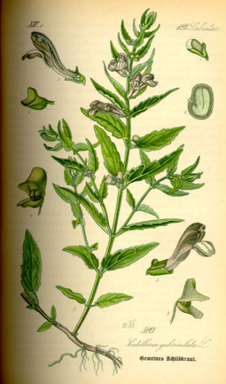 ZIELARSTWO.ZDJĘCIA - ZIOŁA.POLSKA.TARCZYCA.POSPOLITA  - Scutellaria galericulata L.05.jpg