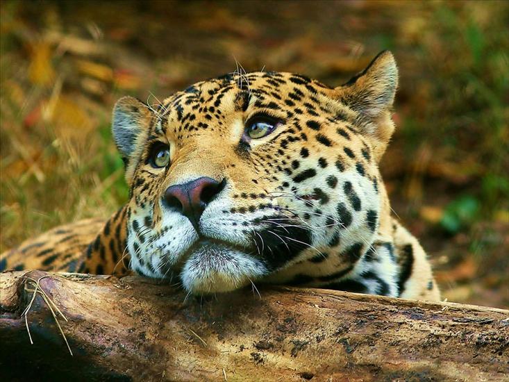 dzikie koty - Leopard_daydreaming_1600-x-1200.jpg