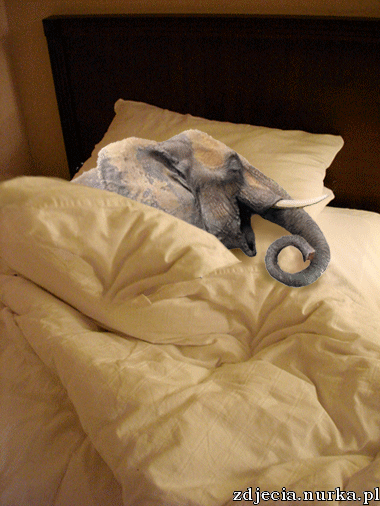 Gify-Dobranoc - dobranoc spiacy slon.gif