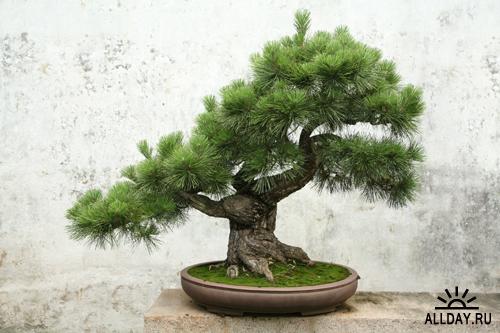 bonsai - 1248713238_shutterstock_2426603.jpg
