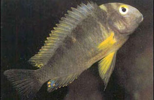 Ryby akwariowe - Tropheus20brichardi20Kavala1.jpg
