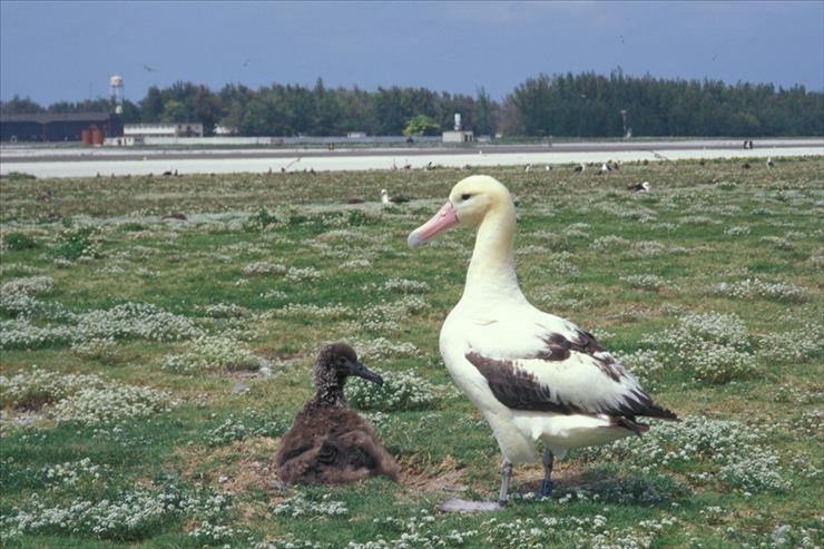 Albatrosy - Albatros_Lobularia_maritima.jpg