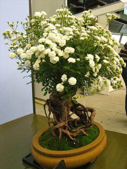   bonsai - najpiękniejsze drzewka - f88a30173e60def9480067df71ec4ea2.jpg