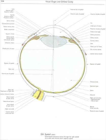 Wolf-Heidegger Color Atlas of Human Anatomy - CNS - 334 - visual organ and orbital cavity.jpg