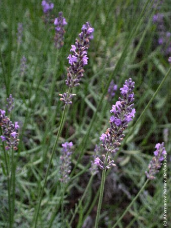 retro - lavenderlg0527.jpg