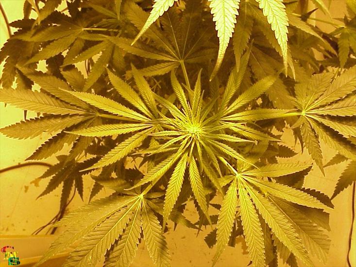 Tapety - Marihuana Ganja Cannabis 19.jpg