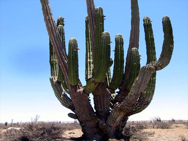 cactus - Cactus-012.jpg