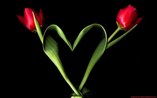 -tulipan-symbol miłości- - uioi.jpg