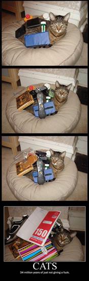 śmieszne - Cats_dont_give_a_F.jpg