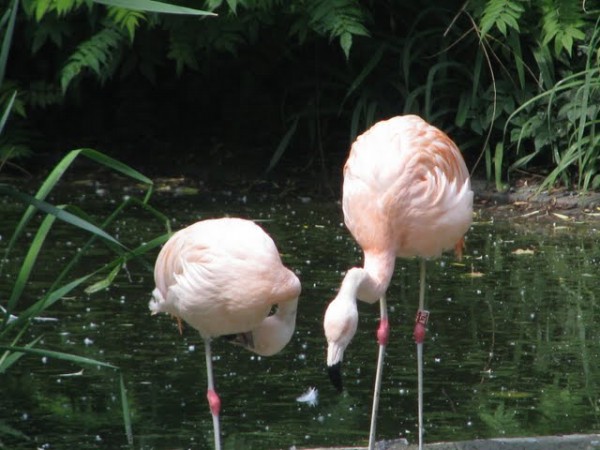 Flamingi - ptaki w zoo.jpg