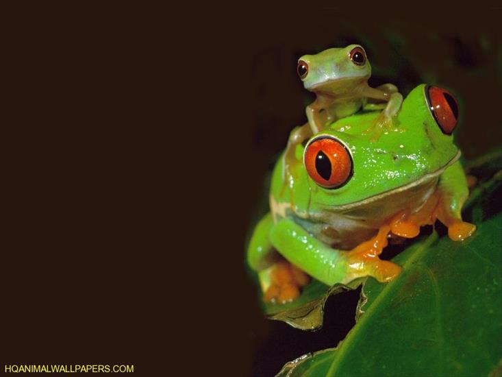 Galeria - Two-Frogs-1.jpeg