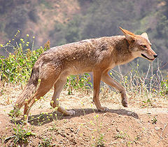 Fauna Ameryki Północnej - Kojot.jpg