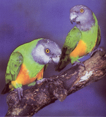 Papużki - senegalka.gif