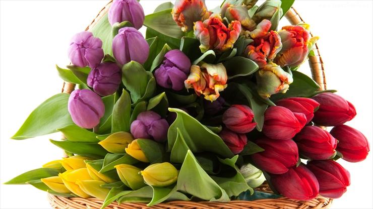 Tulipany - 102630_bukiet_kolorowych_tulipanow1.jpg