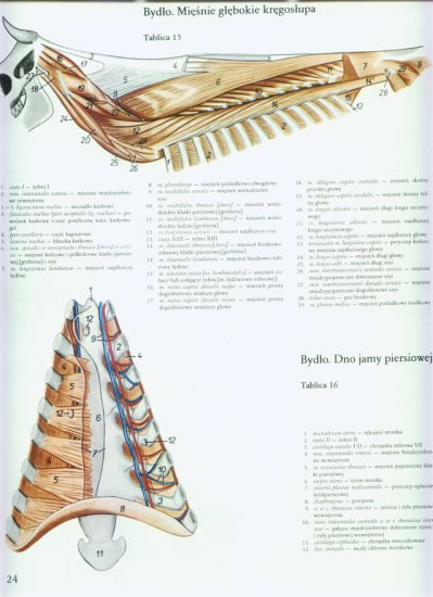 atlas anatomii-tułów - 021.jpg