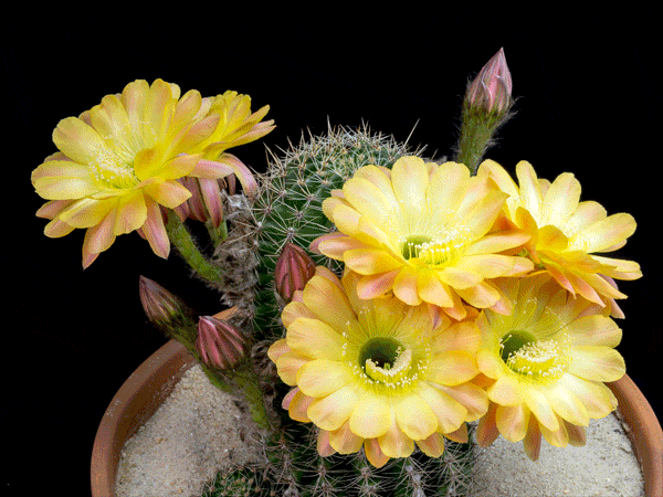 Kwitnące kaktusy - kaktusik.gif