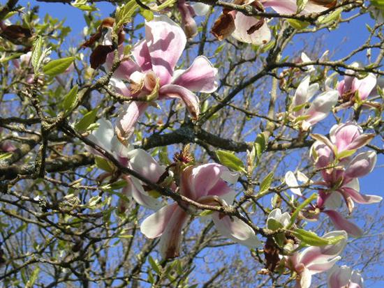 Kwitną drzewa - magnolie.jpg