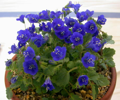 Tapety kwiaty - facelia-dzwonkowata-phacelia-campanularia_381.jpg