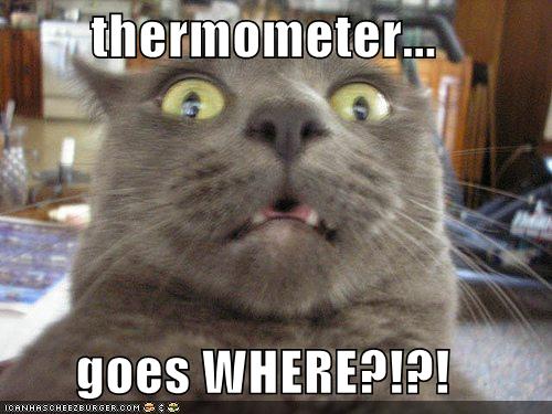 Galeria - where the thermometer goes.jpg
