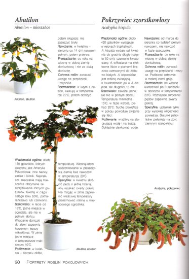 Rośliny Pokojowe - Strona 98.jpg