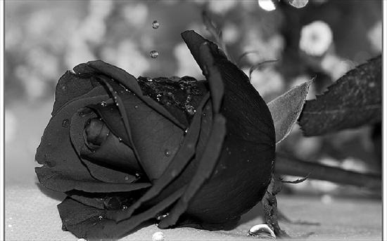  Czarne Kwiaty - Czarne Kwiaty 0981.jpeg