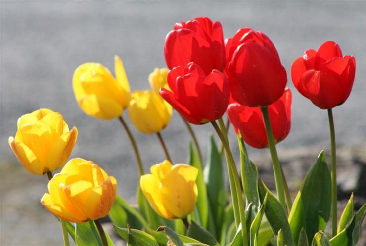 tulipany - tul. 1774468.jpg