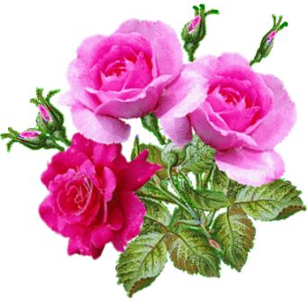 kwiaty-jpg - roza.jpg