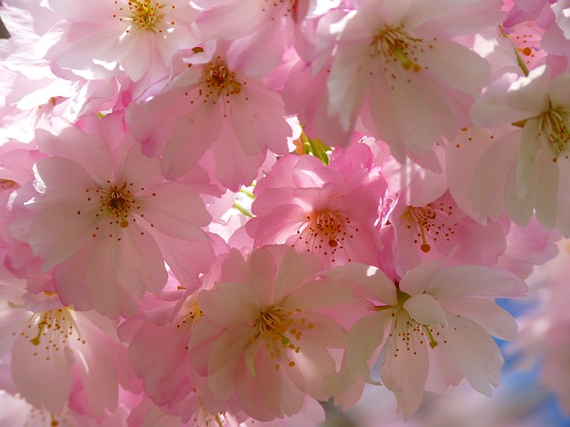 Cherry Blossom - 47.jpg