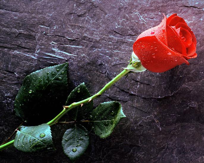 Kwiaty1 - True_Love_Forever,_Red_Rose.jpg