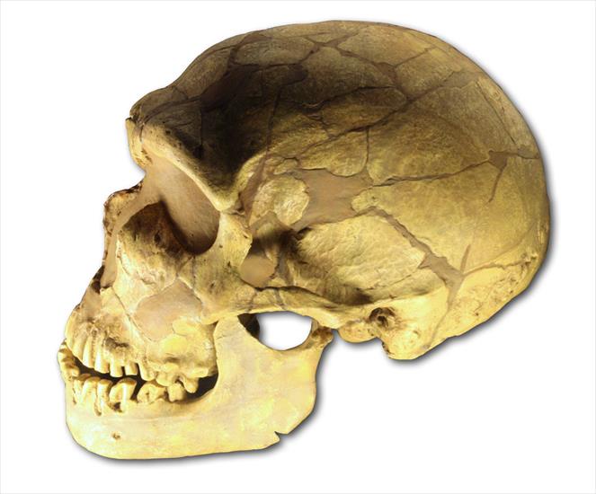 Historia człowieka - obrazy - Ferrassie_skull. Czaszka neandertalczyka.jpg