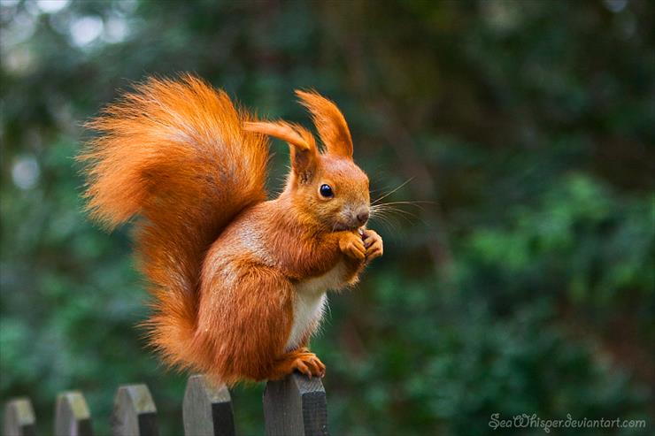 JESIENNE OBRAZY - Squirrel_Monroe_by_SeaWhisper.jpg