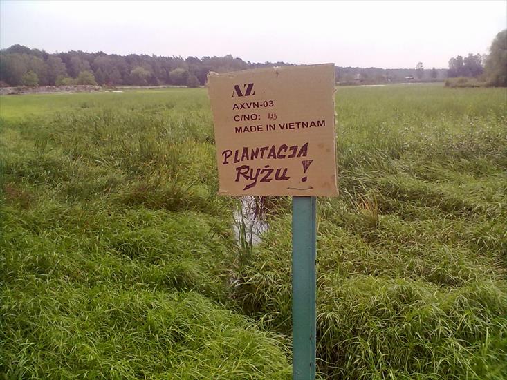 2012 - Rzemień plantacja ryżu.jpg