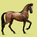 Moje konie w Howrse - Gwidon Z MIASTA CUDÓW.jpg