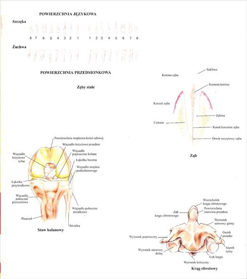 Anatomia - skanuj0023.jpg