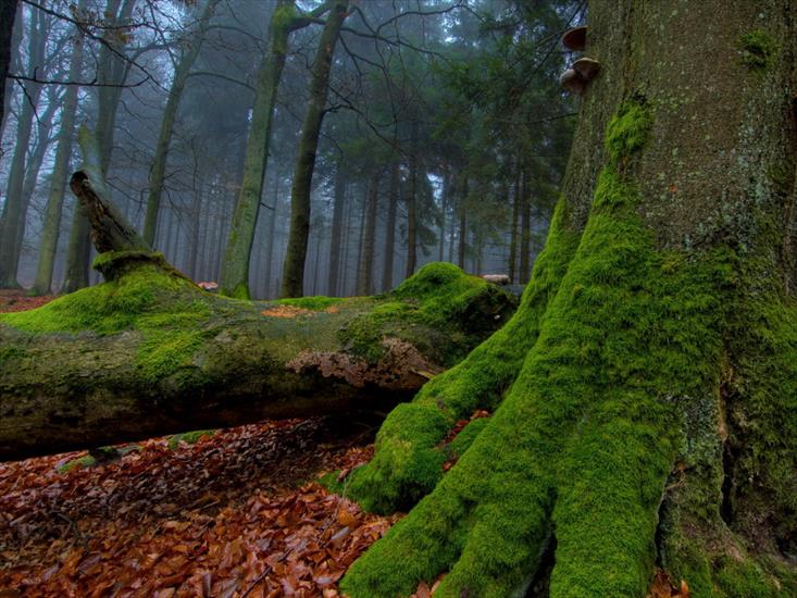 lasy i drzewa - Nature_Forest_Moss_on_the_trunk_025696_.jpg