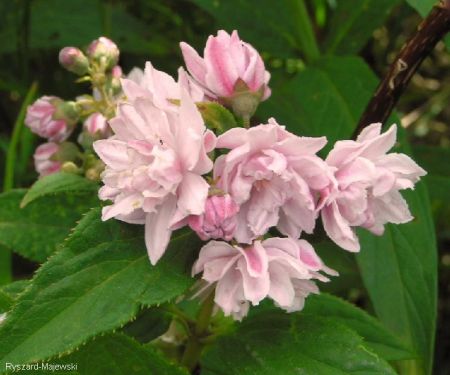 Rośliny - Deutzia scabra rosaea żylistek szorski -różowy.jpg