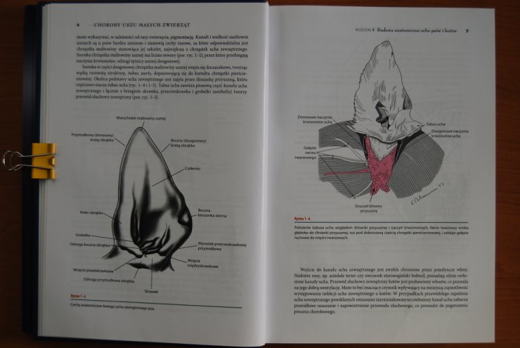 choroby uszu małych zwierząt - DSC_0007.JPG