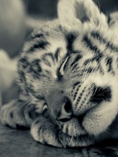 dzikie - Sleeping_Tiger1.jpg