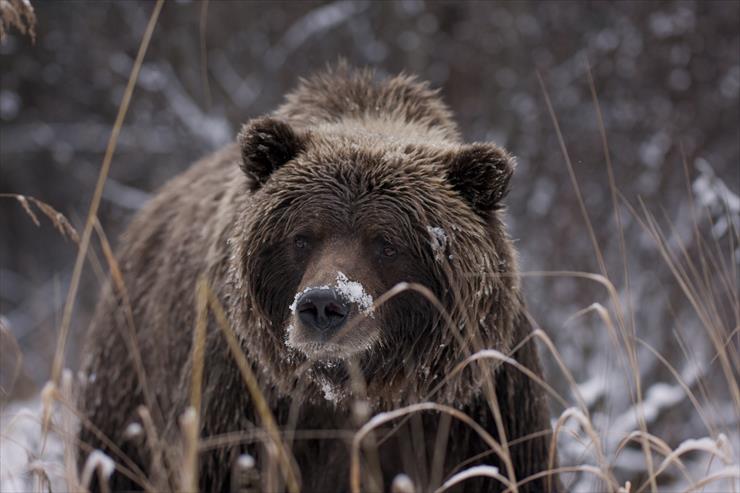 Co warto obejrzec w Zachodniej Kanadzie - grizzly-mcu.jpg